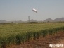 CIMMYT