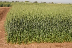 2. ensayos harineros