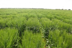 26. ensayos trigo duro