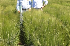 27. durum breeders