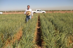 3. ensayos harineros riego reducido