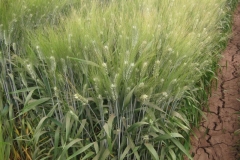 32. trigo duro