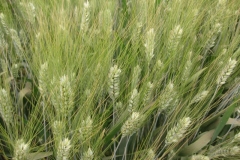 33. trigo duro espigas