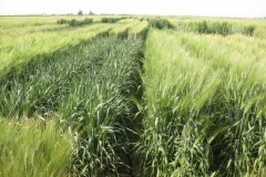 37. duros diferentes ciclos