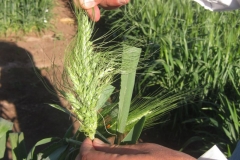 39. espigas ramificadas ii