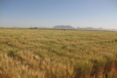 4. ensayos duros riego reducido