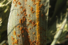 43b. royas parda amarilla y negra