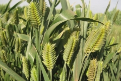 46. triticum espigas