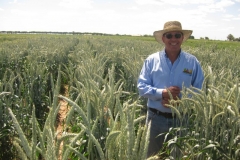 47. karim y triticale