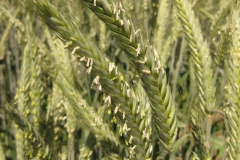 49. triticale en floracin