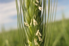 6. espiga en floracin