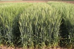 7. trigo harinero mximo potencial