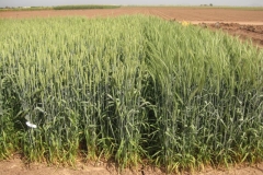 8. trigo sin y con barbas