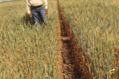 9. variedades susceptible y resistente a sequa