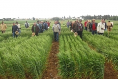10. visita ensayos trigo conil