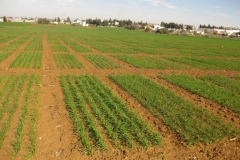 2. vigor de triticale en enero