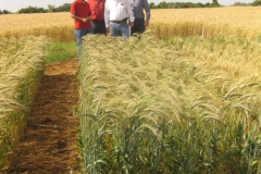 23. con triticale en conil