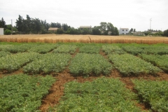 36. ensayo de garbanzos