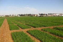 4. ensayos conil en febrero