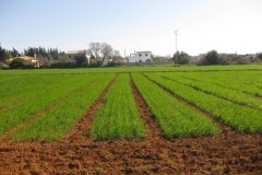 5. bandas de promocin