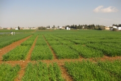 6. ensayos conil 27 febrero