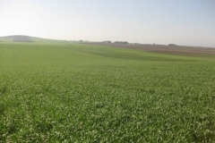 8. produccin de don jos en conil