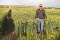14. karim con triticale en ecija