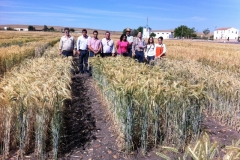 20. con triticale valeroso