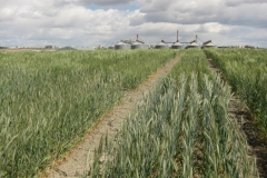10. triticale tolerante a sequia