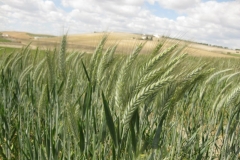 11. espigas de triticale