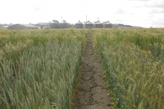 13. tolerancia a sequia en triticale