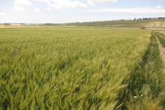 14. jerezano en jerez