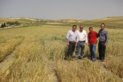 16. en ensayo triticale en mayo