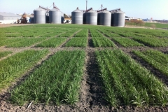 4. nascencia excelente