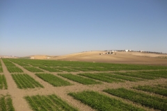 5. ensayo jerez en febrero