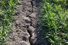 7. sequia a finales de febrero