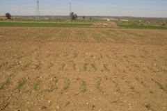 12. ensayos avenasin y vivero