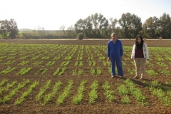 15. vivero de seleccion petri guisante