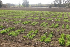 16. vivero guisantes proteaginosos