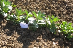 23. planta etiquetada solibam