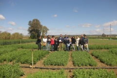 33. visita etsiam junto a ensayos guisante