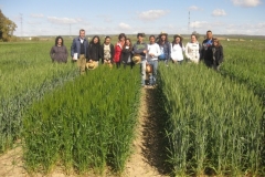 34. visita etsiam junto a trigos harineros