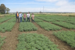 42. equipo de seleccionadores de garbanzo