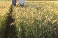 43. karim y francisco toman datos en triticale