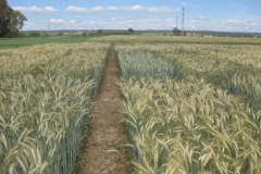 47. ensayos triticale