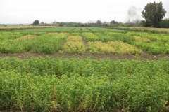 49. ensayo de guisante en tejada