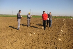 5. siembra a mano ensayo guisantes