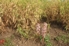 51. jopo en guisante