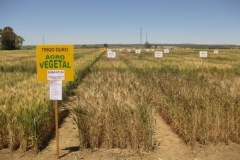 64. ensayos trigo duro