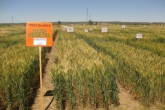 65. ensayos trigo harinero